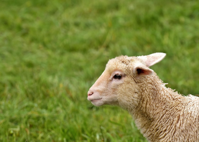 终于发现“越乡游嵊州麻将透视开挂教程”(内幕太坑人了)-知乎 终于发现“越乡游嵊州麻将透视开挂教程”(内幕太坑人了)-知乎