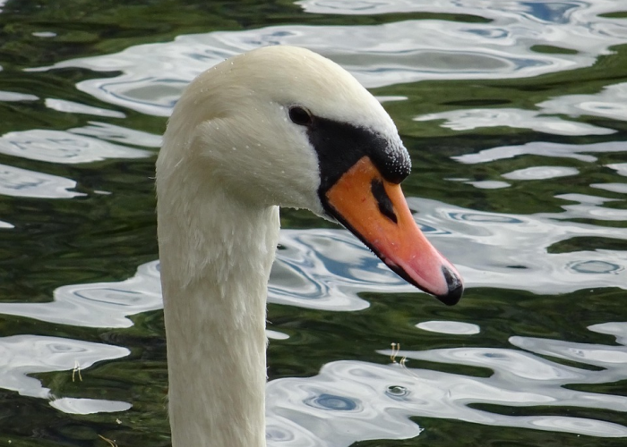 「重大消息」“新蓝鲸到底怎么开挂”(果然有挂)-知乎