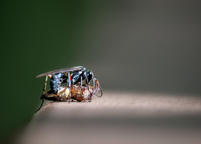 迷雾狩猎蚁蚁后，一场关于生存、权力与牺牲的隐秘战争