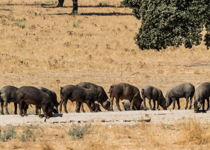 大神推荐“天天斗地主真人版有没有透视开挂”(原来确实是有插件)-知乎 大神推荐“天天斗地主真人版有没有透视开挂”(原来确实是有插件)-知乎