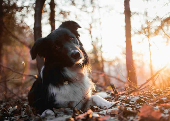 惊人内幕“廉江麻将能怎么开挂”(爆光开挂猫腻)-知乎