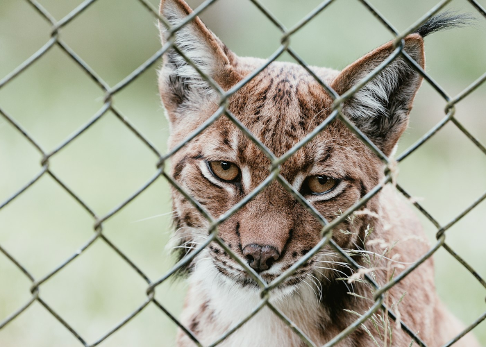 当喵星人检测呈阳性，我们该如何守护毛孩子？