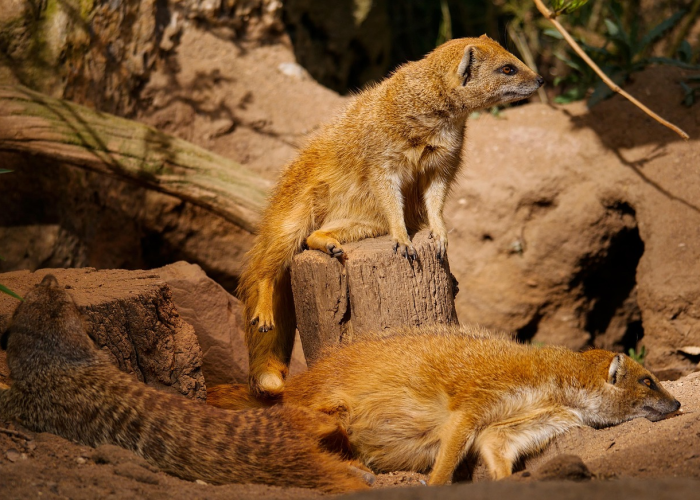 当喵星人检测呈阳性，我们该如何守护毛孩子？