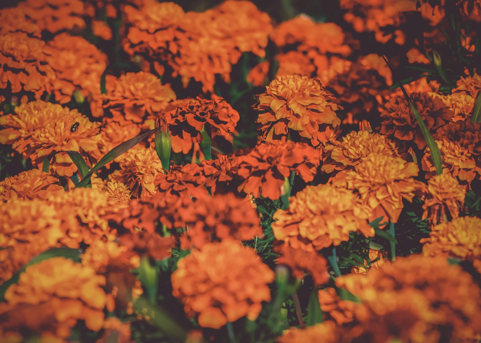 菏泽新势，牡丹之乡的破局与新生