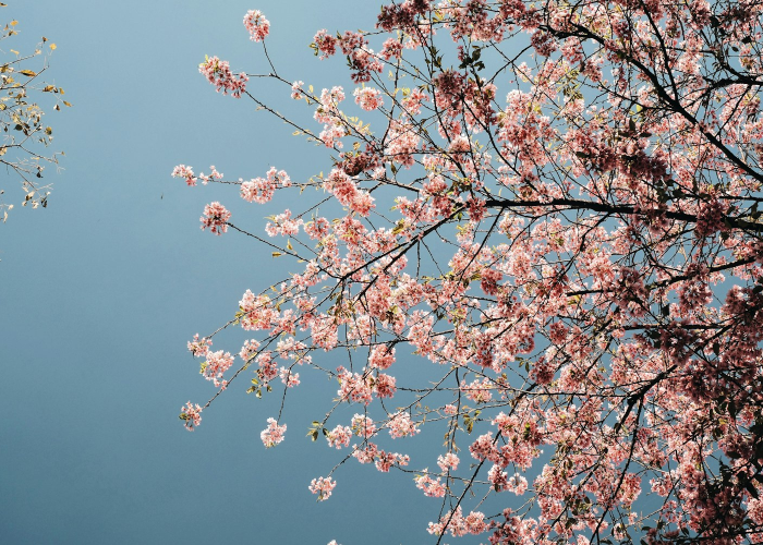十大分享“樱花之盛透视挂神器”(确实有开挂)-知乎