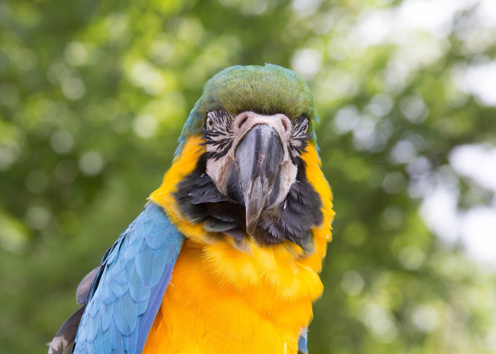 大神推荐“新青鸟有什么可以开挂”(内幕太坑人了)-知乎