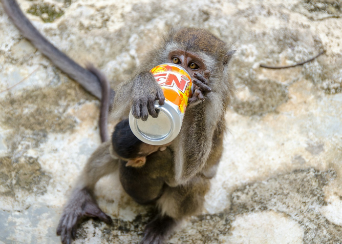 青海猴子，雪域孤影与文明回响
