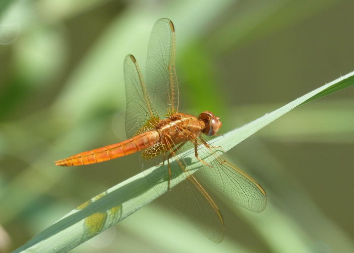 了解十大“桂麻圈有没有透视辅助”(详细开挂猫腻)-知乎 了解十大“桂麻圈有没有透视辅助”(详细开挂猫腻)-知乎