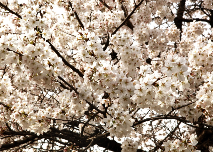 大神推荐“樱花之盛开挂透视有吗”(详细开挂教程)-知乎