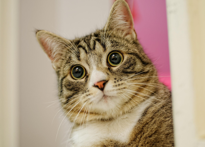 「重大消息」“小程序财神十三张究竟有没有开挂”(原来开挂有猫腻)-知乎