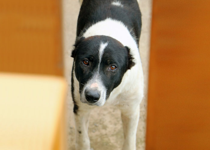 详细了解“哈狗十三道如何开挂透视”(其实确实有挂)-知乎