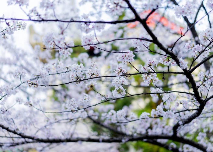 清明时节问归期,今年清明是4月4日,但我们的思念从不设限 清明时节问归期,今年清明是4月4日,但我们的思念从不设限