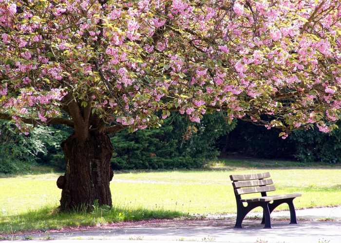 清明时节问归期,今年清明是4月4日,但我们的思念从不设限 清明时节问归期,今年清明是4月4日,但我们的思念从不设限
