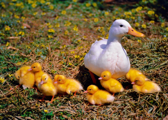 终于明白“天天比鸡究竟怎么透视”(其实确实有挂)-知乎 终于明白“天天比鸡究竟怎么透视”(其实确实有挂)-知乎