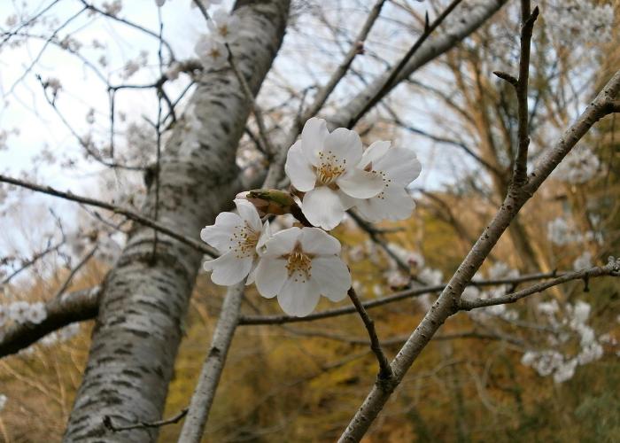 终于搞定“樱花之盛开挂透视辅助”(原来确实有挂)-知乎
