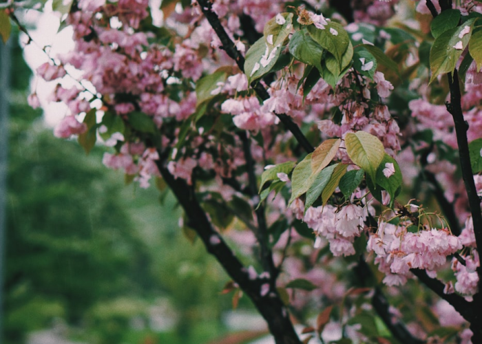 分享苹果版“樱花之盛确实有挂”(确实有开挂)-知乎