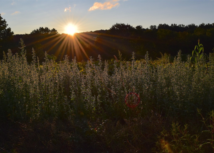 孟津防疫记，黄河渡口的静与动
