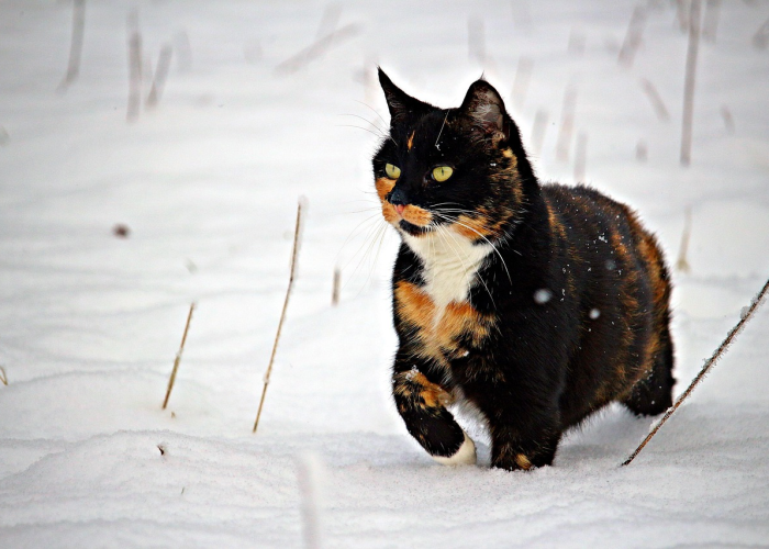 「重大科普」“捉鸡三缺一有没有挂”(内幕太坑人了)-知乎