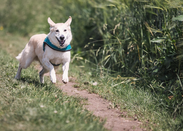 十大爆料“哥哥跑得快究竟有没有挂”(爆光开挂猫腻)-知乎