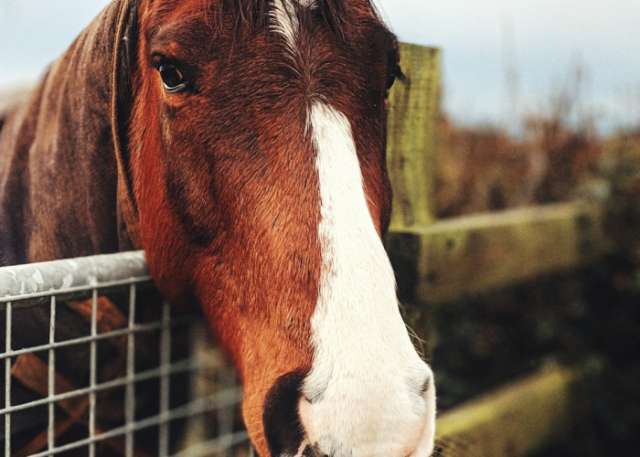 爱尔兰狗品种大全,从凯里蓝到爱尔兰猎狼犬,探索翡翠岛的犬类瑰宝 爱尔兰狗品种大全,从凯里蓝到爱尔兰猎狼犬,探索翡翠岛的犬类瑰宝
