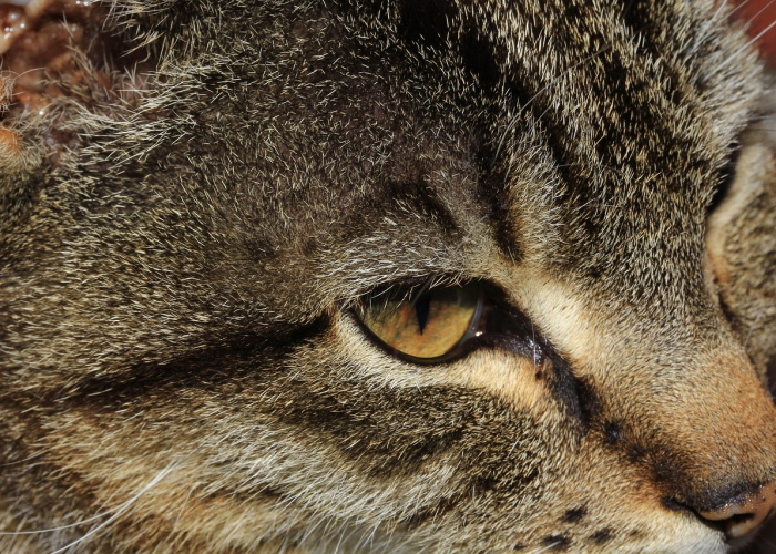 盘点十大“熊猫四川麻将真的有开挂软件”(开挂怎么弄)-知乎