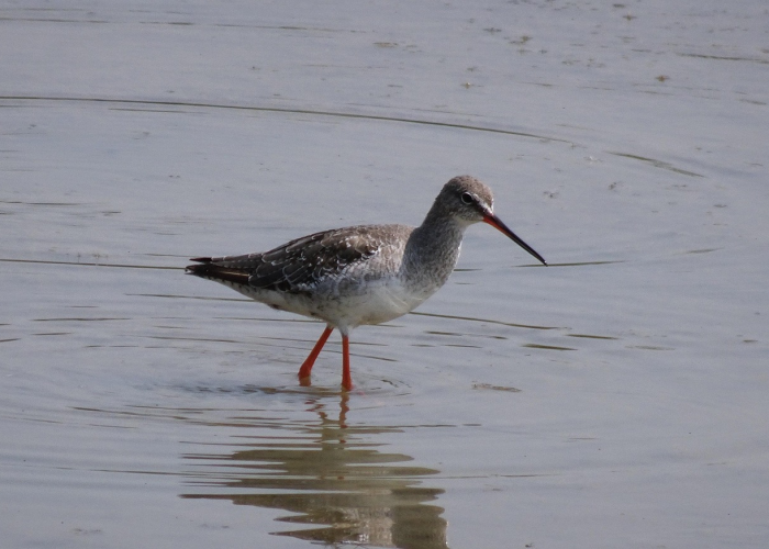 终于发现“新青鸟能怎么开挂”(开挂透视方法)-知乎