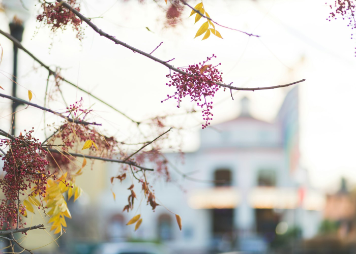 揭秘十大“樱花之盛究竟怎么透视”(确实有开挂)-知乎 揭秘十大“樱花之盛究竟怎么透视”(确实有开挂)-知乎